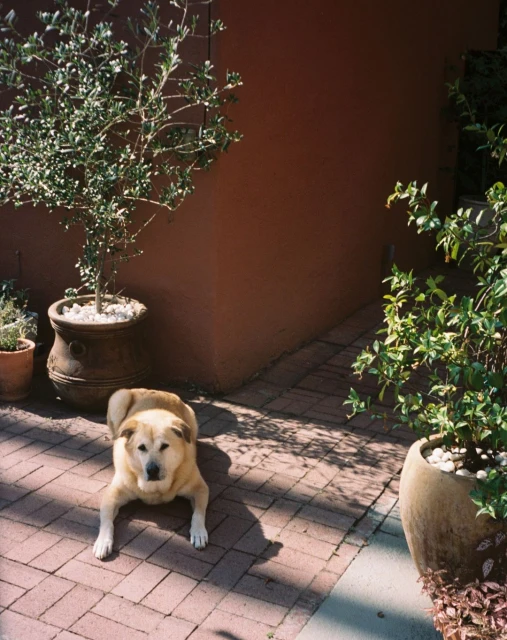 A tan dog lies on a brick patio near two potted green plants in a sunlit outdoor setting against a reddish brown wall.