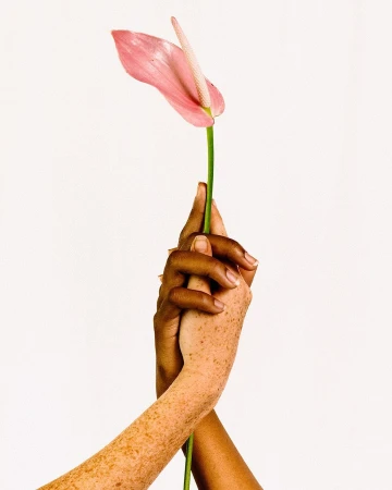 Close-up of two hands with different skin tones holding a pink anthurium flower against a plain white background, showcasing unity and beauty.