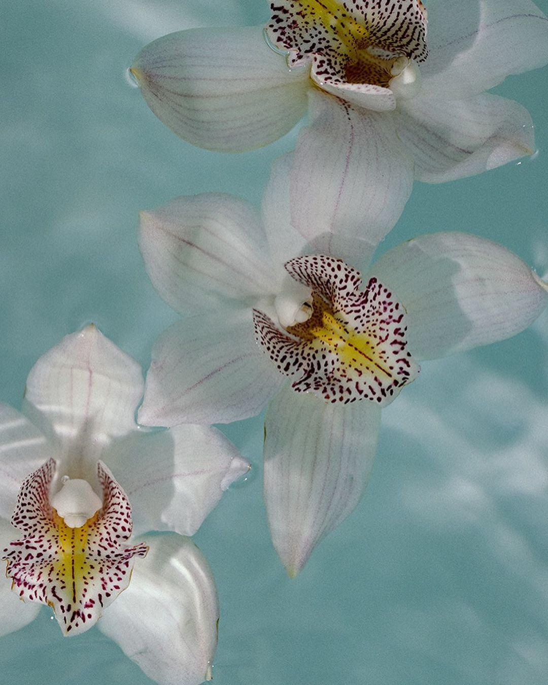 Three white orchids with speckled throats float on a light blue liquid surface, creating a serene and elegant floral arrangement.