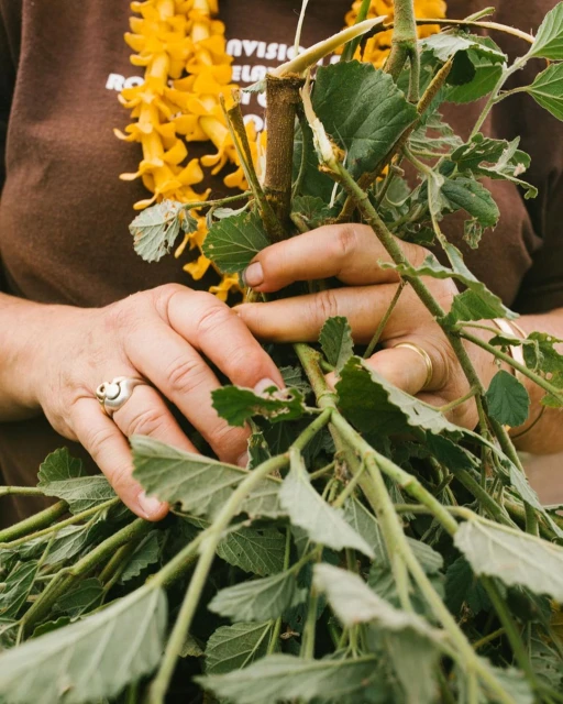 Close-up of woman's hands holding leafy plant stems with a yellow flower lei, wearing a brown shirt and rings.