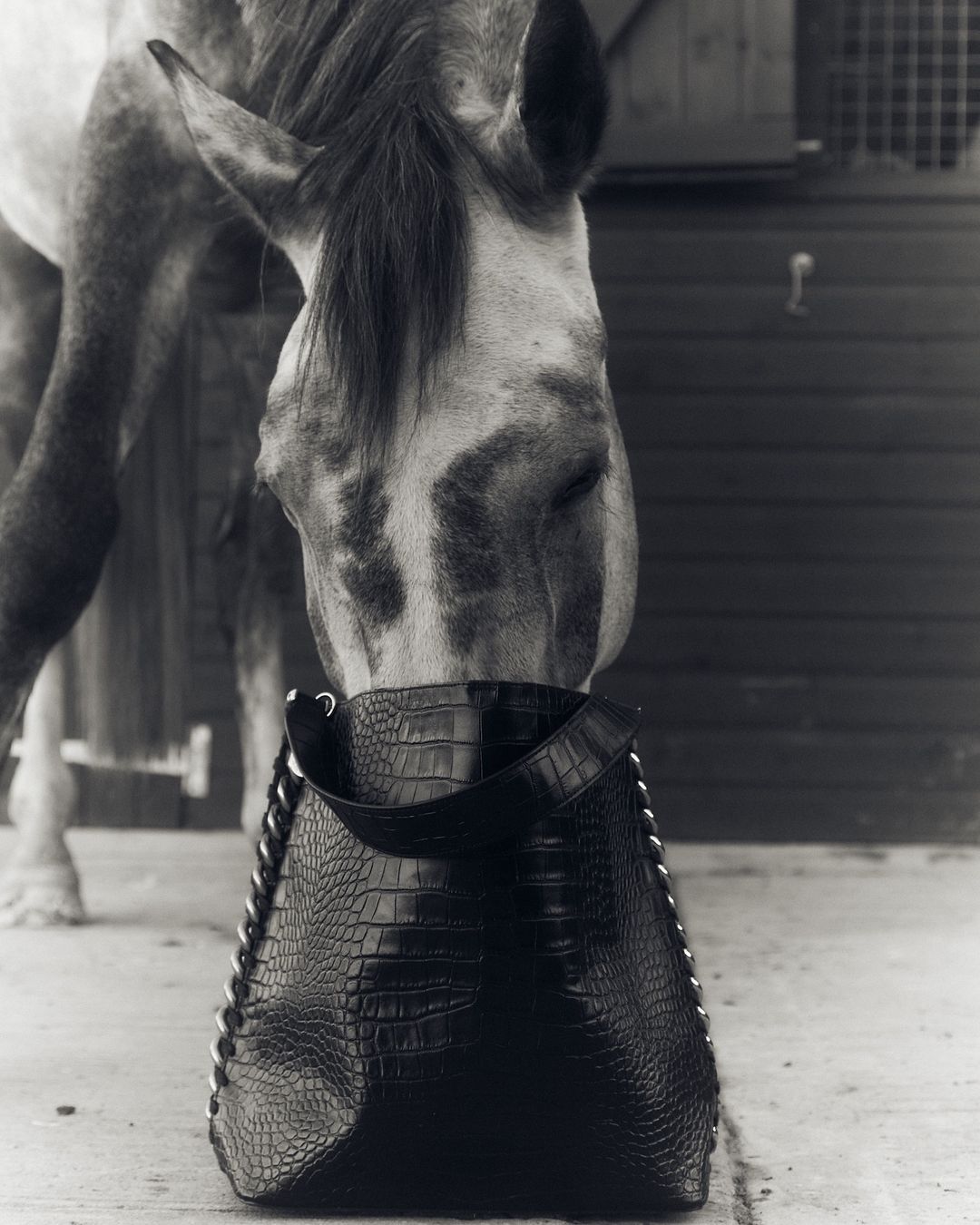Black and white image of a horse nuzzling a black faux crocodile skin leather tote bag against a stable door backdrop.
