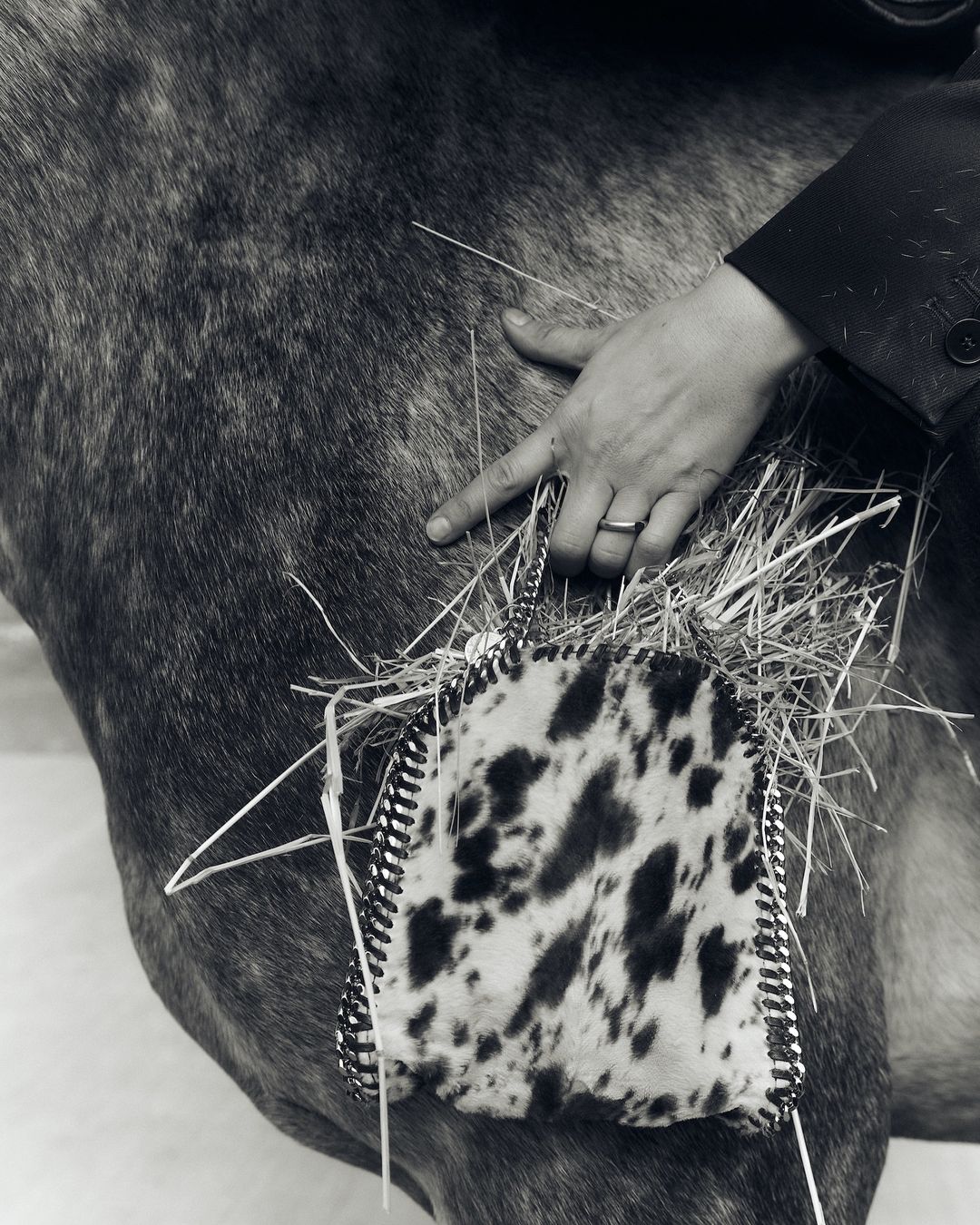 Black and white image of a horse, adorned with a cow-print decorated item and straw, being touched by a human hand in a suit.
