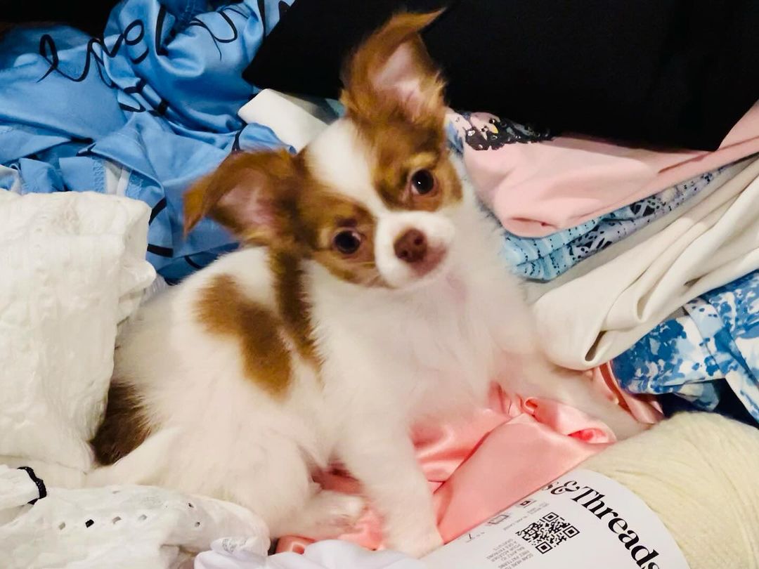 A charming, long-haired Chihuahua puppy with white and tan fur sits among soft, colorful textiles and a spool of yarn indoors.
