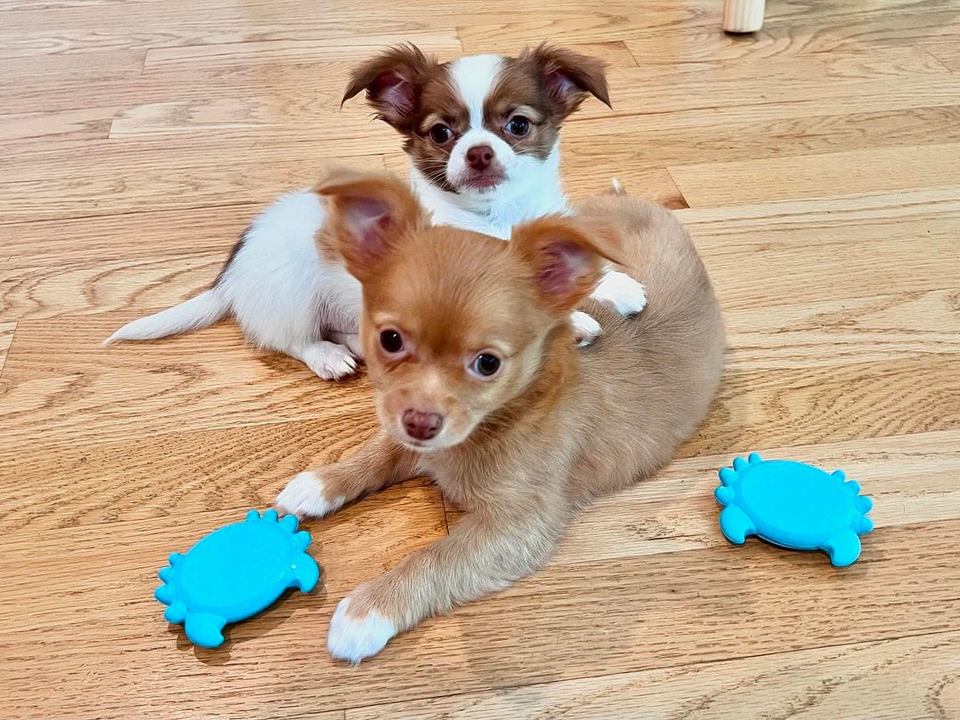 Two cute Chihuahua puppies on a wood floor, one tan and one white with brown markings, with blue turtle-shaped chew toys.