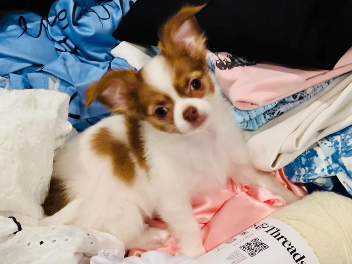 Long haired chihuahua puppy resting among a pile of colourful folded laundry and fabric.