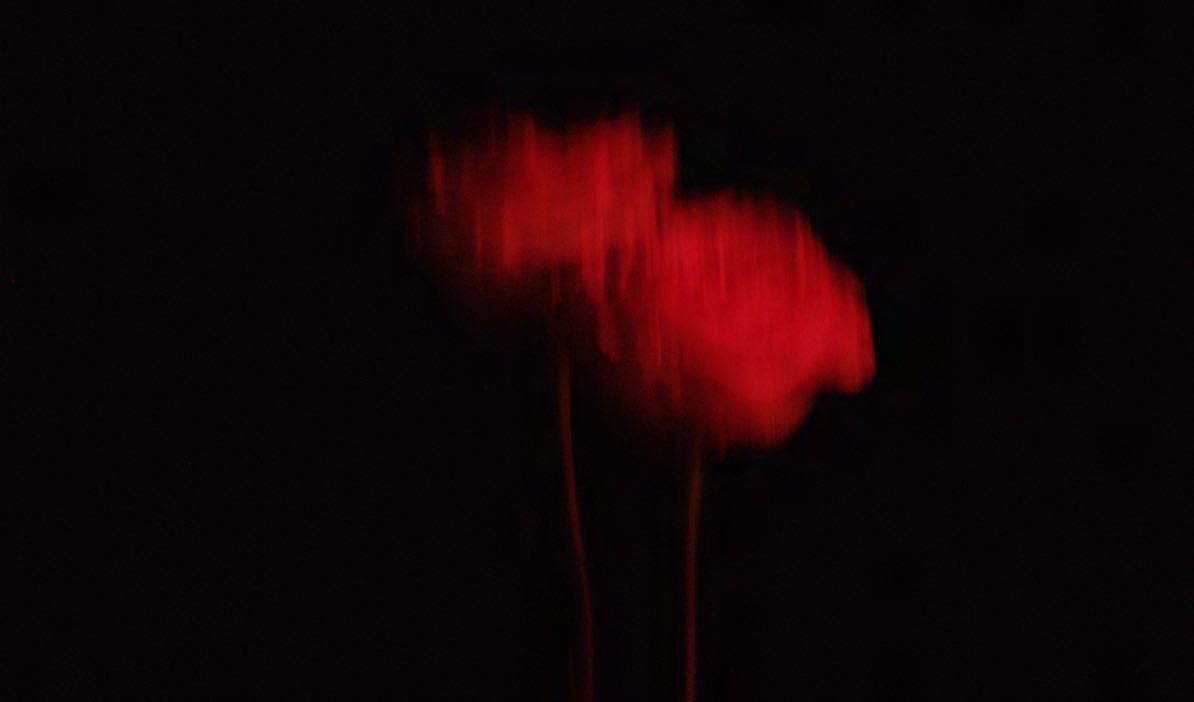 Abstract, blurred close-up of two red poppy-like flowers against a black background, creating a moody and artistic floral composition.