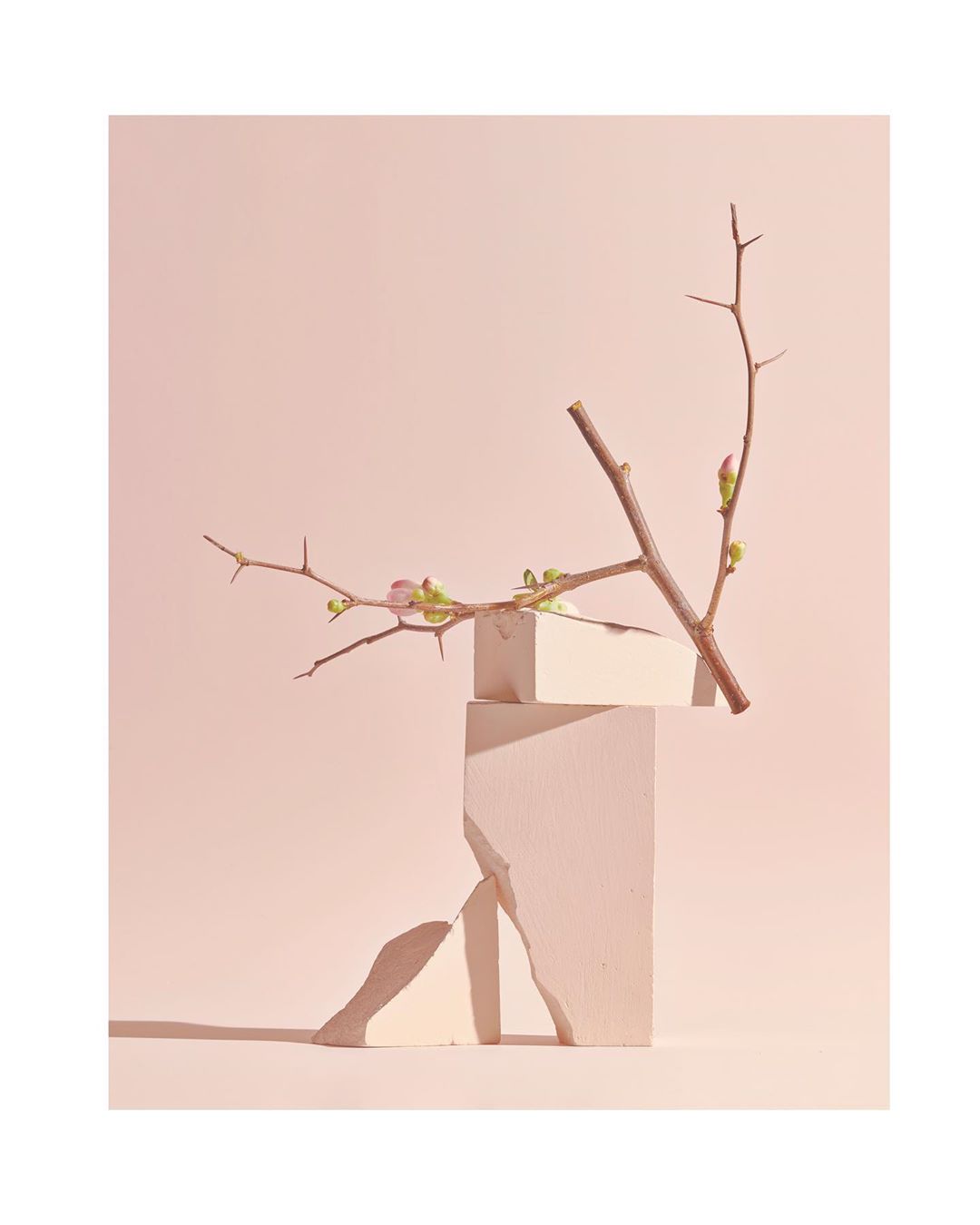 Still life with a bare branch with budding flowers resting on geometric blocks against a soft pink background, creating an artful composition.
