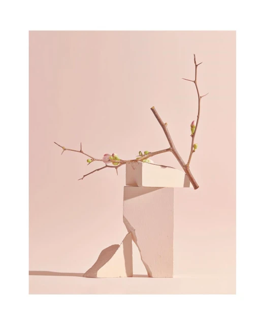 Still life with a bare branch with budding flowers resting on geometric blocks against a soft pink background, creating an artful composition.