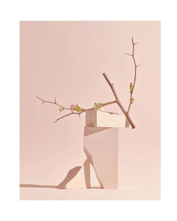 Still life with a bare branch with budding flowers resting on geometric blocks against a soft pink background, creating an artful composition.