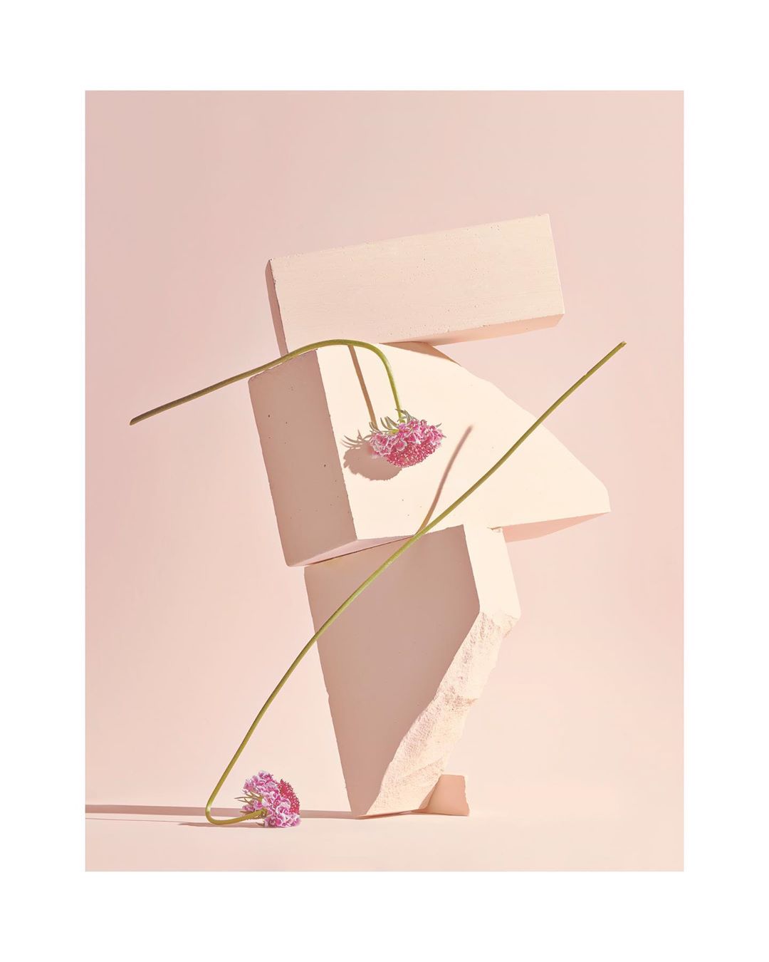 Still life studio photograph featuring a balanced stack of geometric shapes with pink scabiosa flowers against a pale pink backdrop.