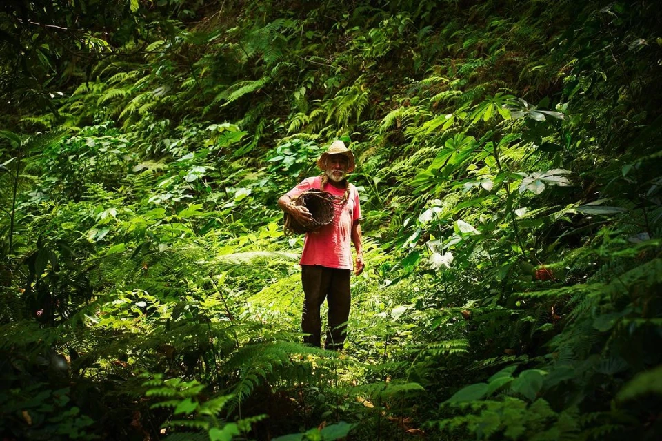 Elderly man with a woven basket in a lush green forest, wearing a hat and pink shirt, surrounded by vibrant foliage and ferns.