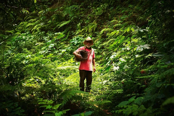Elderly man with a woven basket in a lush green forest, wearing a hat and pink shirt, surrounded by vibrant foliage and ferns.