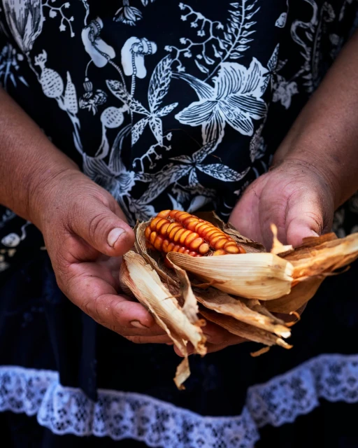 Close-up of adult hands holding a colorful corn cob with husk. The person wears a patterned top with lace trim, indoors.