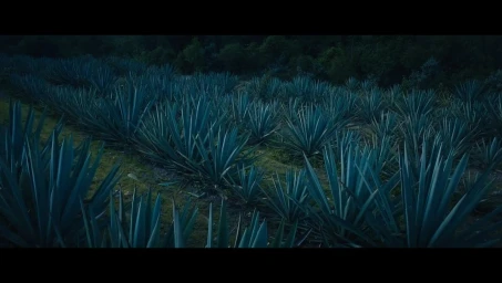Wide view of a field filled with rows of blue agave plants under dim, moody lighting.