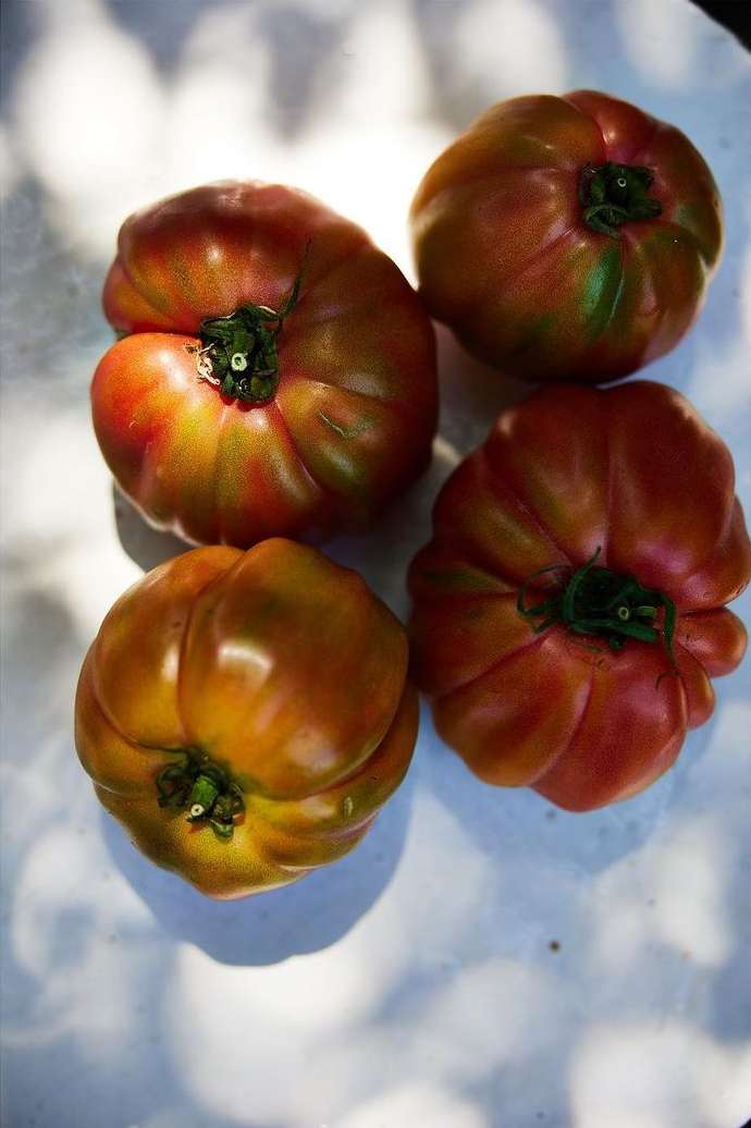 Overhead shot of four ripe heirloom tomatoes with a mix of green, red, and brown colorations on a white surface with leaf shadow patterns.