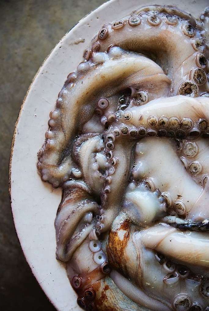 Overhead close-up of a cooked octopus arranged on a white plate, revealing textures, colors, and intricate details of the seafood.