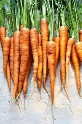 A bunch of freshly harvested whole carrots with vibrant green tops arranged on a weathered wooden surface.