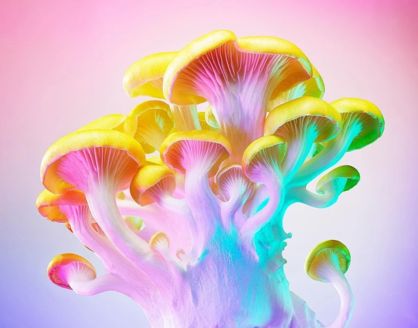 Cluster of oyster mushrooms with yellow caps and pink and blue stems on a brightly lit background. The mushrooms are in focus.