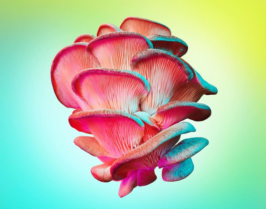 Clustered pink oyster mushrooms with ribbed gills, visually intriguing fungi against a blended green and yellow gradient backdrop.