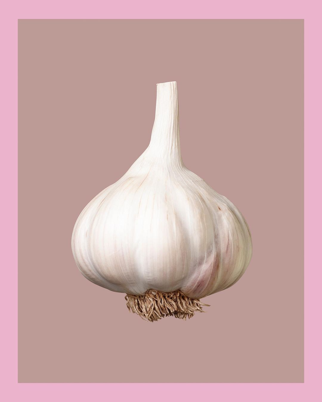 Close-up studio shot of a single bulb of garlic on a light brown backdrop with a light pink border, capturing its white skin and roots.