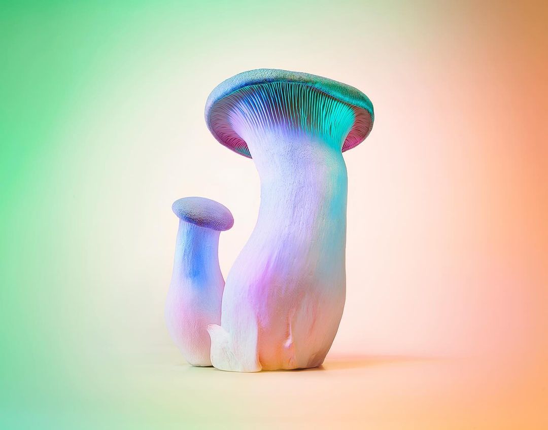Studio shot of two king oyster mushrooms with short, thick stems and caps, set against a background gradient with soft, diffused lighting.