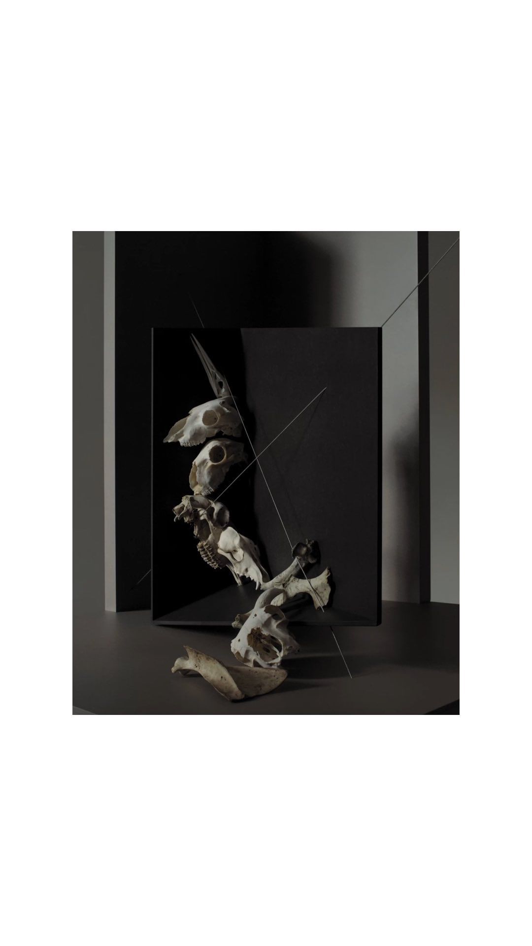 Arrangement of animal skulls stacked on a dark gray surface, partially obscured by a glossy black rectangle and two thin transparent lines.