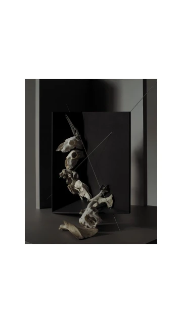 Arrangement of animal skulls stacked on a dark gray surface, partially obscured by a glossy black rectangle and two thin transparent lines.