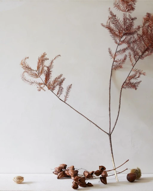 Still life photograph of a brown branch with dried needles, along with several chestnuts on a white surface against a white wall.