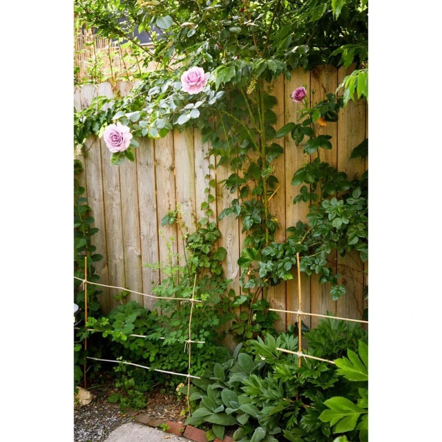 Wooden fence with climbing green plants and purple roses. Outdoor garden setting with natural light and lush foliage.