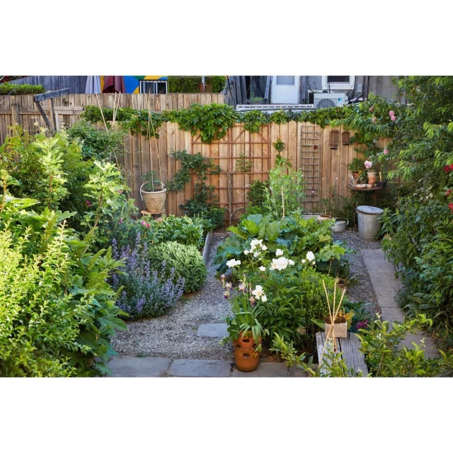 View of an overgrown garden with a gravel path, wooden fence, green plants, and flowers in a backyard setting. Peaceful outdoor scene.