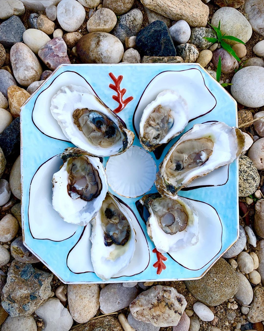 Overhead shot of oysters on a light blue decorative plate, resting on a bed of pebbles and small rocks in natural light.