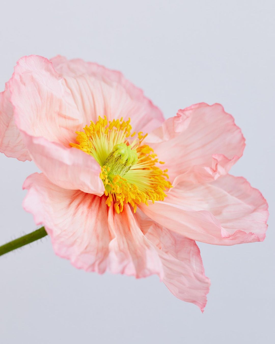Close-up studio shot of a pink poppy flower featuring delicate petals, a vibrant yellow center, and a slender green stem on a light background.
