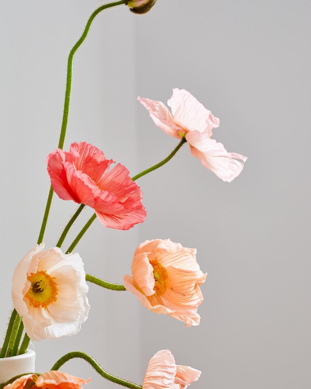 Soft lighting captures the delicate blooms and buds of coral and peach poppies in a vase against a neutral backdrop.