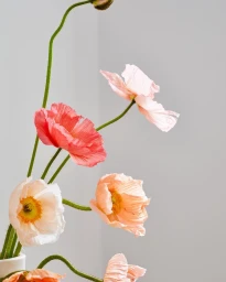Delicate pastel poppy flowers with long green stems arranged against a neutral grey studio corner background.