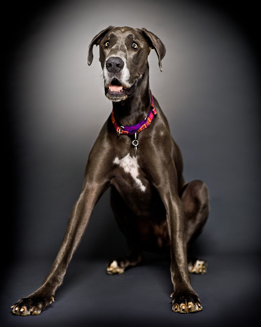 A Great Dane dog sits attentively with a purple collar in a photo studio, showing its elegant and gentle expression against a grey backdrop.