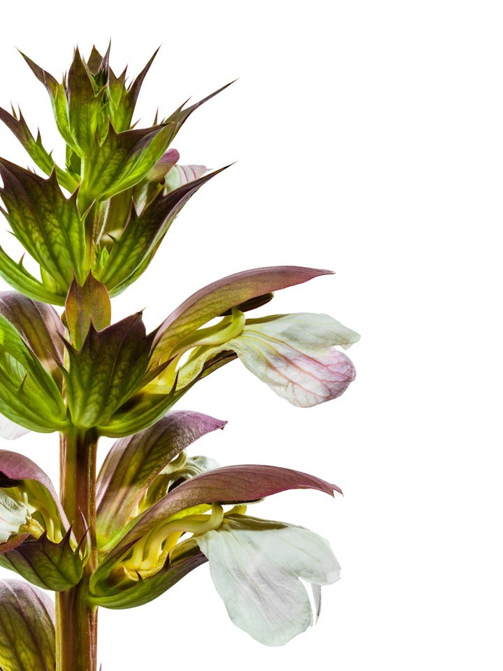 Closeup of a bear's breech flower in bloom against a white background, highlighting the plant's distinctive bracts and flowers.