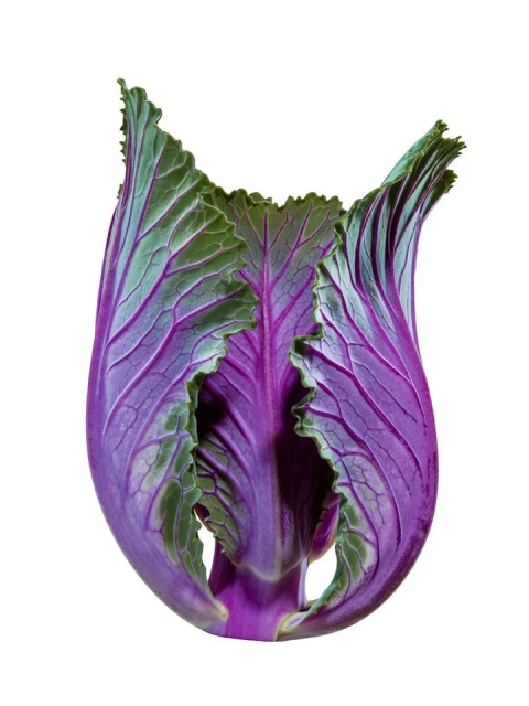 Close-up studio shot of a single ornamental cabbage with purple and green variegated leaves, isolated on a white background.