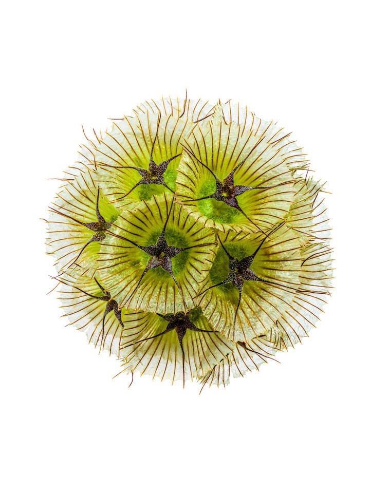 Close-up of a plant head with green and tan radiating structures on a white background. Botanical composition with natural details.