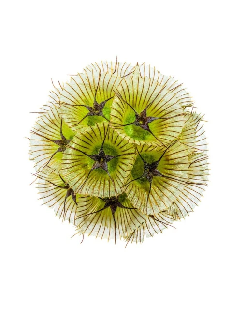 Close-up of a plant head with green and tan radiating structures on a white background. Botanical composition with natural details.