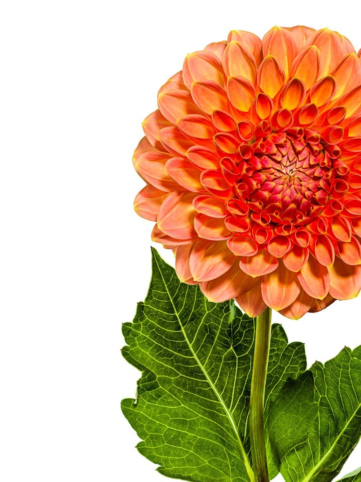 Close-up of a vibrant peach-colored Dahlia flower with green leaves against a white background, showcasing its detailed petals and stem.