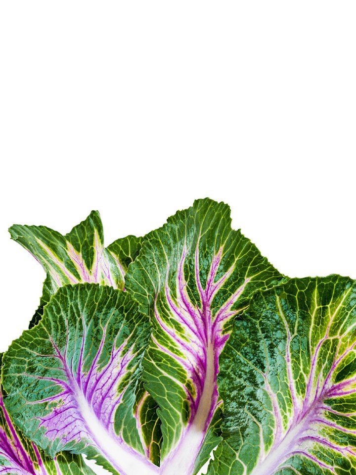 Macro photograph of vibrant green and purple collard green leaves with textured surface details against a bright white background.