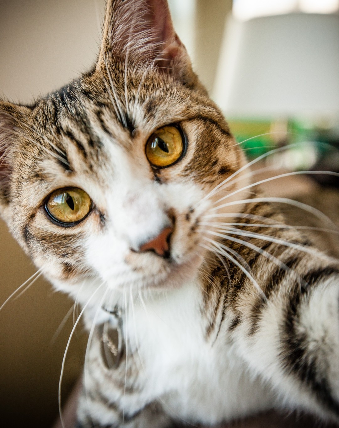 Close-up portrait of a domestic short-haired tabby cat with amber eyes and white markings on its face, looking directly at the camera.