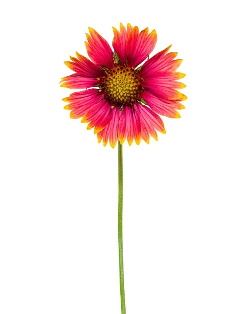 Single gaillardia flower with red and yellow petals and a green stem on a white background, studio shot, bright, eye-level view.