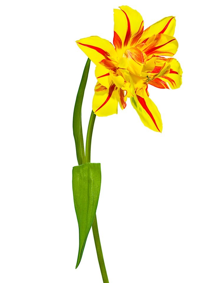 Striking close-up of a vibrant yellow tulip flower with red stripes, set against a pristine white background, showcasing intricate floral details.