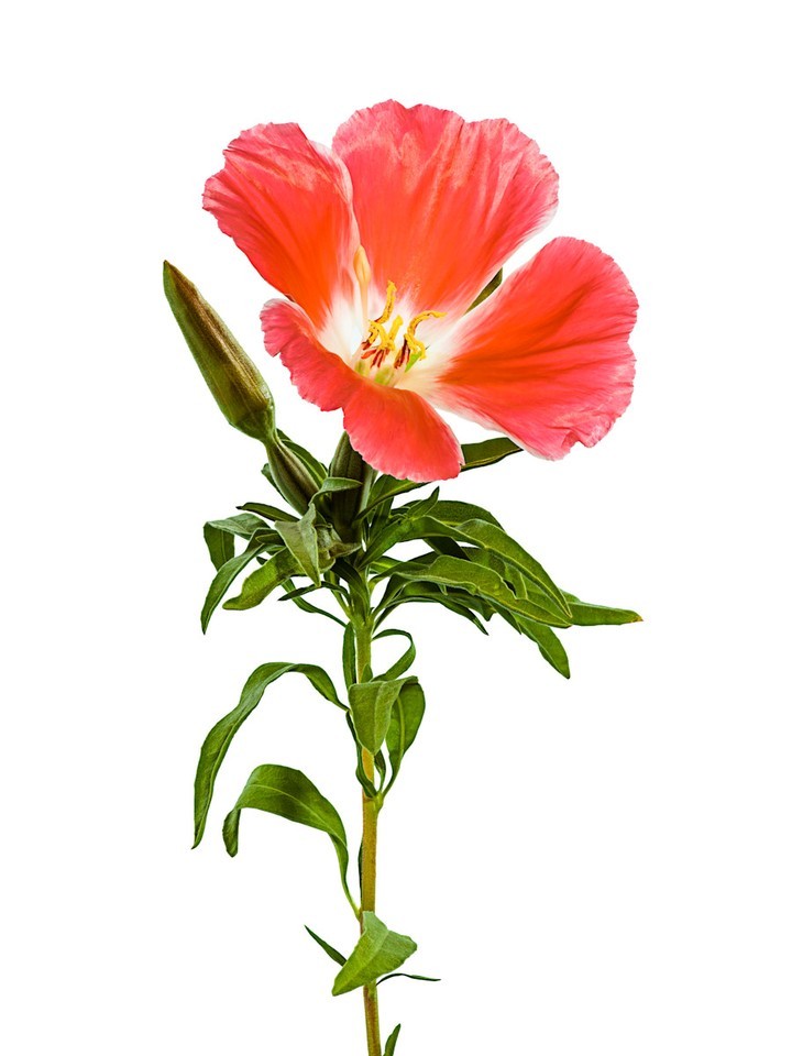 Close-up of a vibrant coral-colored Clarkia flower with yellow stamen and green foliage against a clean white backdrop in natural light.
