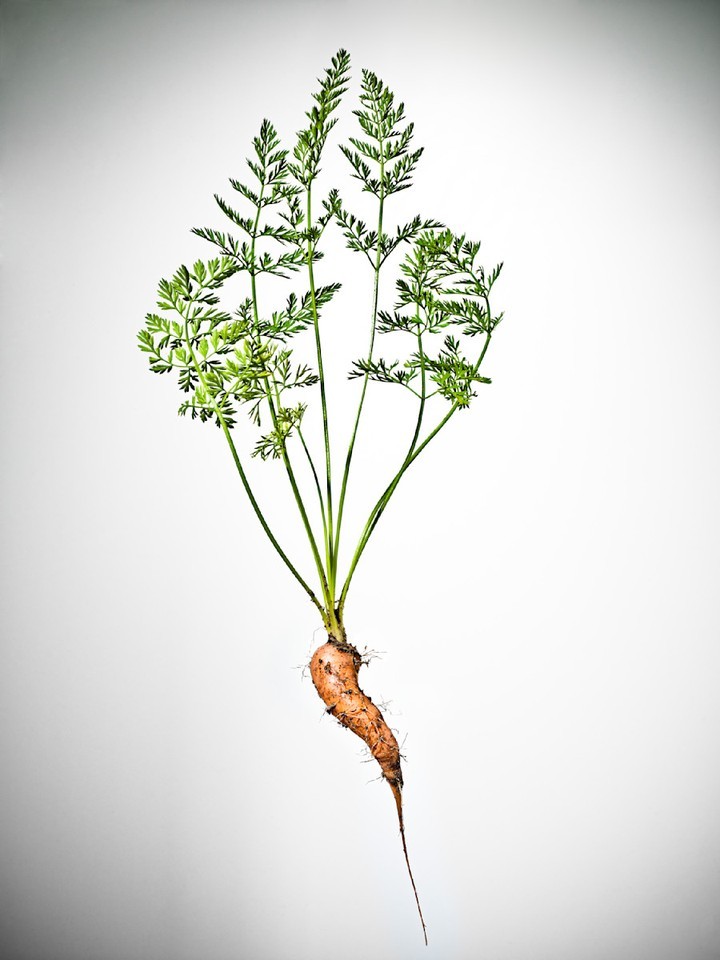 Still life studio shot of a vibrant orange carrot with feathery green leaves against a white background, roots and textures visible.