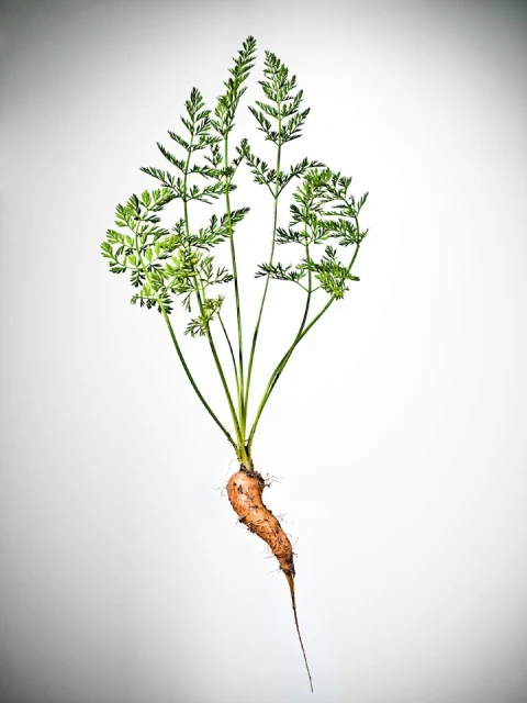 Still life studio shot of a vibrant orange carrot with feathery green leaves against a white background, roots and textures visible.