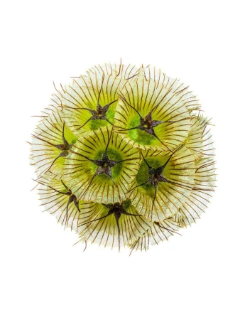 Close-up macro shot of a complex green and white dried seed head with star-shaped centers against a white background.