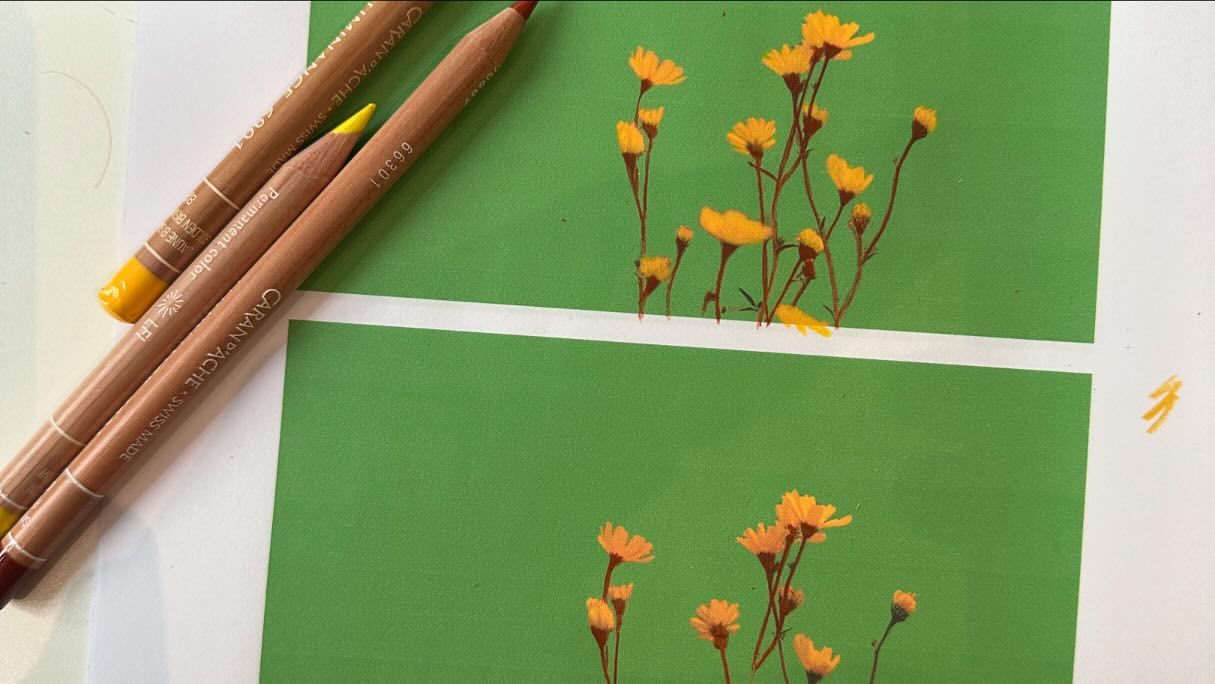 Still life of yellow wildflowers painted on green paper with Caran d'Ache colored pencils on a white surface creating an illustration.
