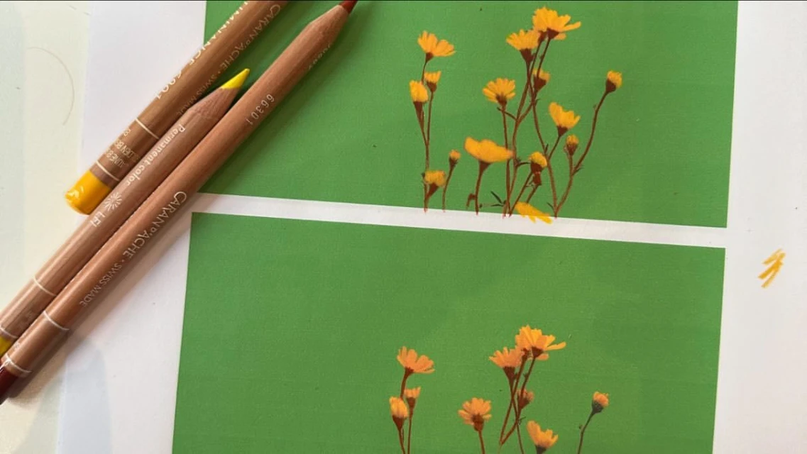 Still life of yellow wildflowers painted on green paper with Caran d'Ache colored pencils on a white surface creating an illustration.